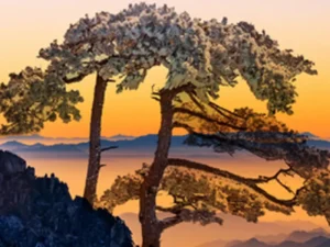 深坑洲際黄山千島湖9日